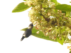 Chaetocercus heliodor