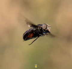 Copestylum mexicanum