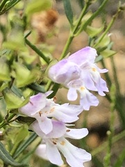 Prostanthera linearis