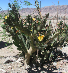 Opuntia elata