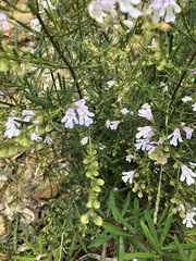 Prostanthera linearis