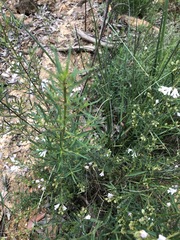Prostanthera linearis