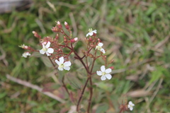 Chaetogastra ciliaris