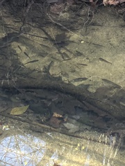 Micropterus dolomieu