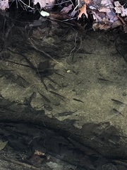 Micropterus dolomieu