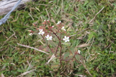 Chaetogastra ciliaris