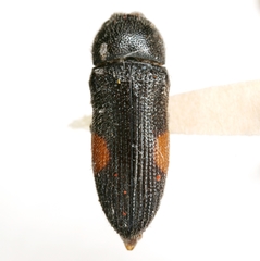Acmaeodera davidsoni