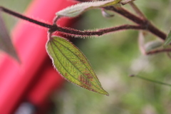 Chaetogastra ciliaris