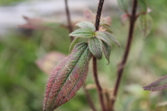 Chaetogastra ciliaris