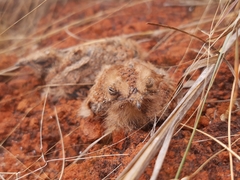 Hydropsalis torquata