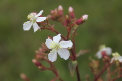 Chaetogastra ciliaris