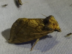 Basilodes pepita
