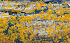 Dacrymyces corticioides