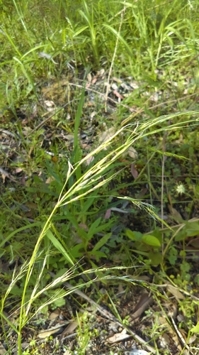 Microlaena stipoides