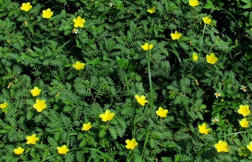 Tribulus terrestris image