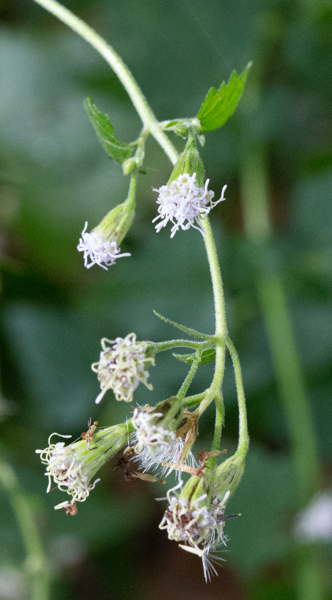 Fleischmannia