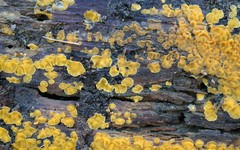 Dacrymyces corticioides