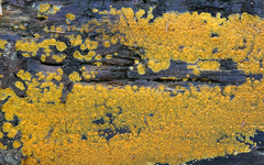 Dacrymyces corticioides