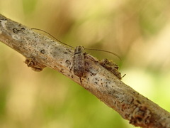 Euciodes suturalis