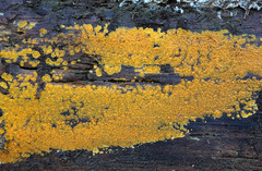 Dacrymyces corticioides