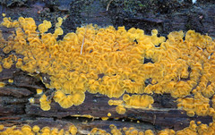 Dacrymyces corticioides