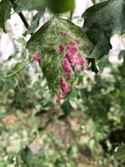 Norvellina chenopodii