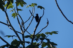 Melanerpes herminieri