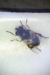 Eristalis tenax