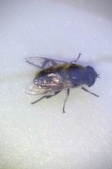 Eristalis tenax