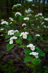 Crataegus coccinea