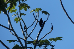 Melanerpes herminieri