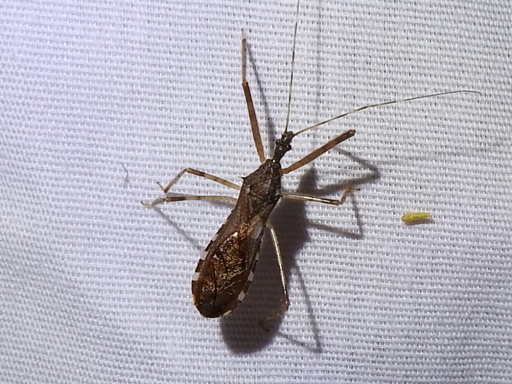 Ring-horned Assassin Bug