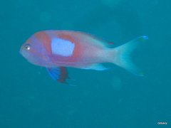 Pseudanthias pleurotaenia
