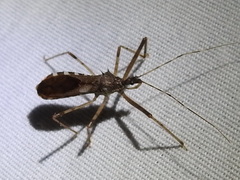 Rocconota annulicornis