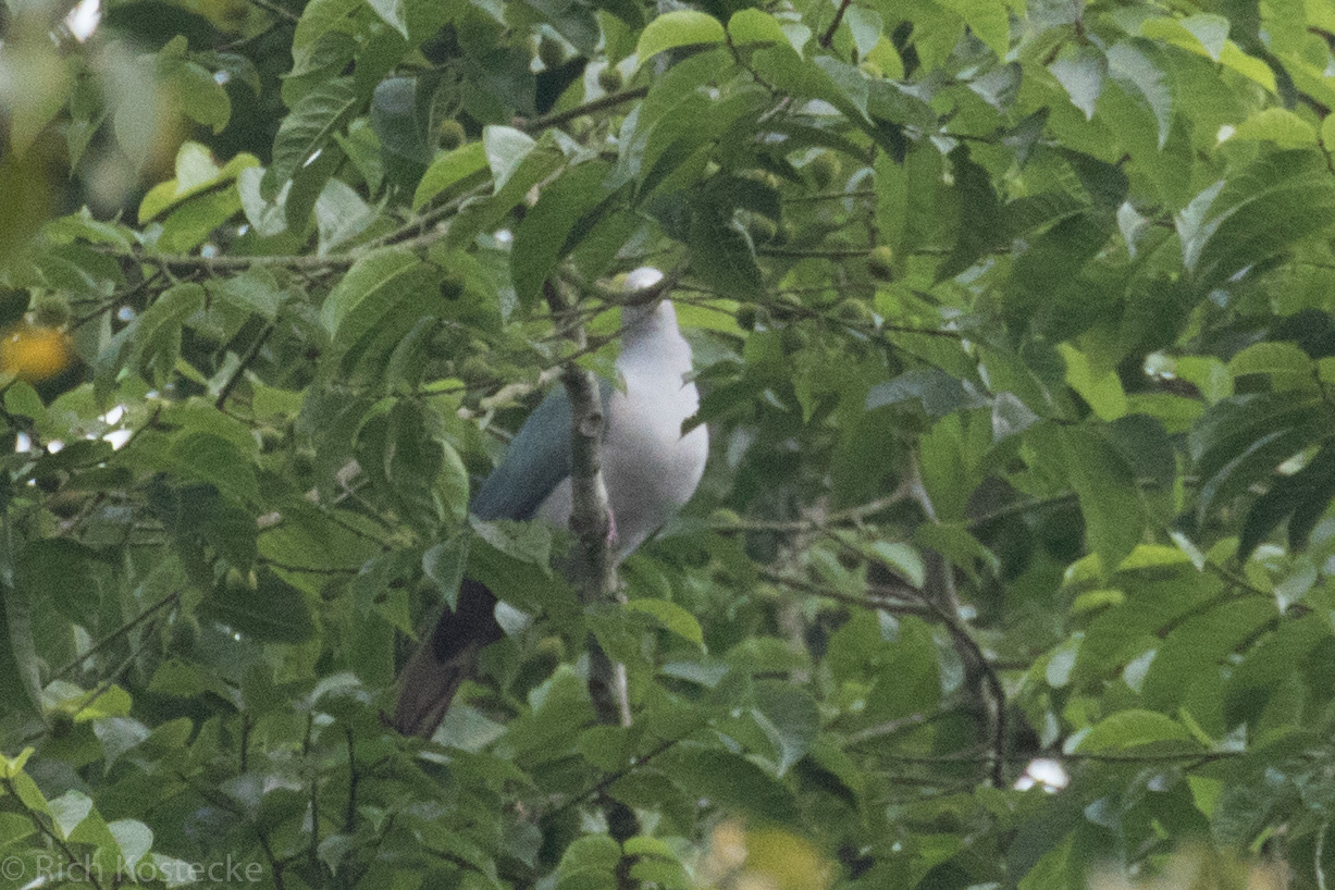 Green Imperial Pigeon