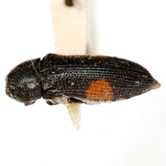 Acmaeodera davidsoni