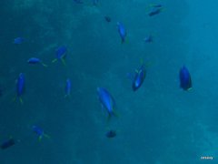 Mirolabrichthys tuka