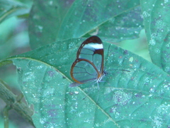 Pteronymia cotytto