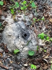 Insecta