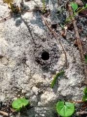 Insecta