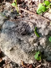 Insecta