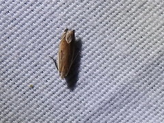 Anacampsis paltodoriella