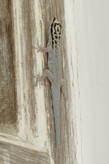 Lygodactylus mombasicus