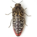 Acmaeodera haemorrhoa - Photo (c) Mike Quinn, Austin, TX, some rights reserved (CC BY-NC), uploaded by Mike Quinn, Austin, TX