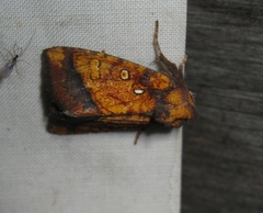 Papaipema leucostigma