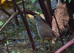 Amaurornis moluccana