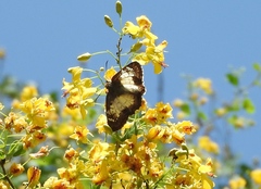 Antigonus emorsa