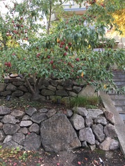 Cornus capitata