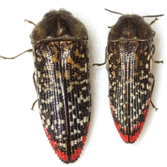Acmaeodera haemorrhoa