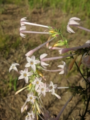 Ipomopsis aggregata candida